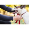 Harnais et Laisse pour chien 190 cm Ceinture réglable 55 à 90 cm Longe Elastique Balade Jogging KZ GARDEN