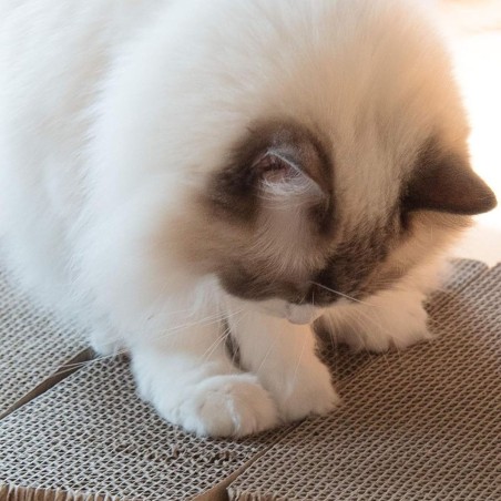 Planche a gratter Chat Balles intégrées Grattoir Résistant Jouet Chaton Soin des Griffes KZ GARDEN