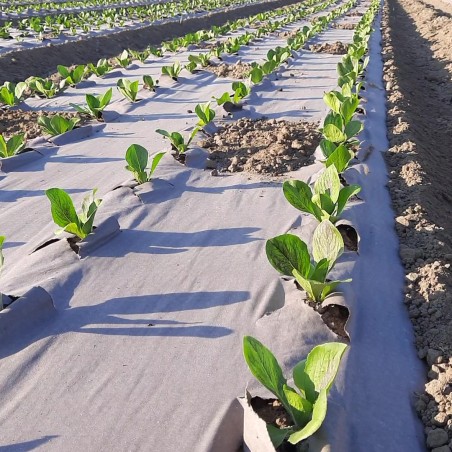 Toile de paillage Papier Kraft 0.9 x 20m Autodégradable Paillage pour Jardin Anti mauvaises herbes 100% Cellulose