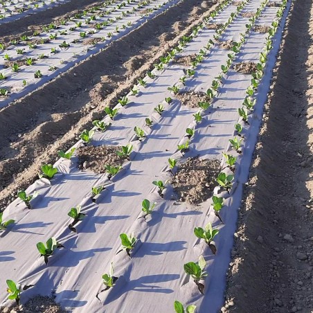 Toile de paillage Papier Kraft 0.6 x 100m Autodégradable Paillage pour Jardin Anti mauvaises herbes 100% Cellulose