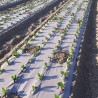 Toile de paillage Papier Kraft 0.90 x 100m Autodégradable Paillage pour Jardin Anti mauvaises herbes 100% Cellulose