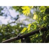 Pulvérisateur Électrique 5L, Batterie Lithium 3,7 V / 2,6 Ah Pulvérisateur Jardin Végétaux + Lance Télescopique STANLEY