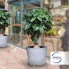 Pot de Fleur Gris 70L Ø50cm H47cm - Jardinière Extérieure Balcon Terrasse Jardin ARTPLAST